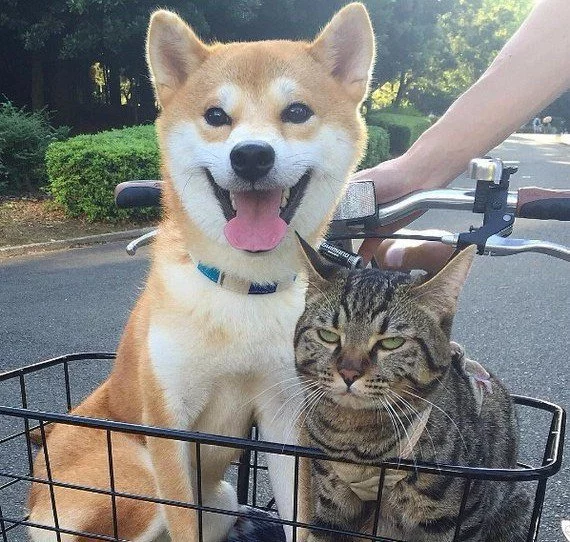 CwzNPviXEAAhR3j.webp