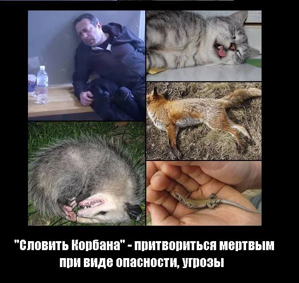 CXBUZgkW8AAPVF4.webp