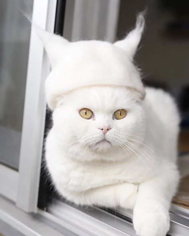 CzfeAvdXUAQKo9L.webp