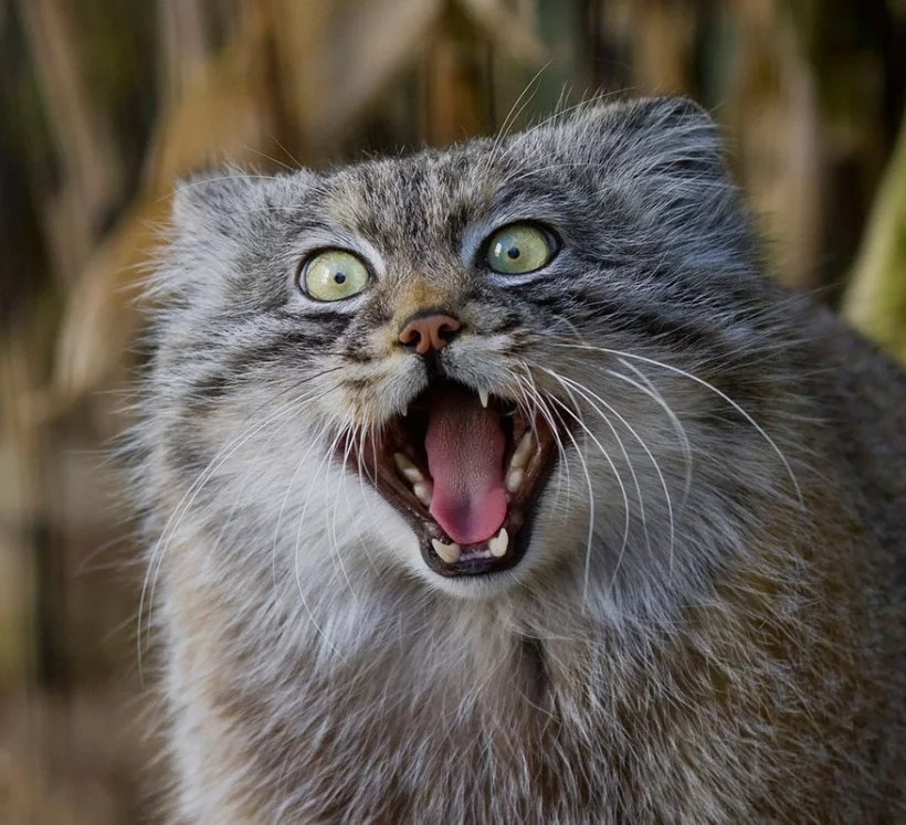 %D0%9C%D0%B0%D0%BD%D1%83%D0%BB-4-820x747.webp