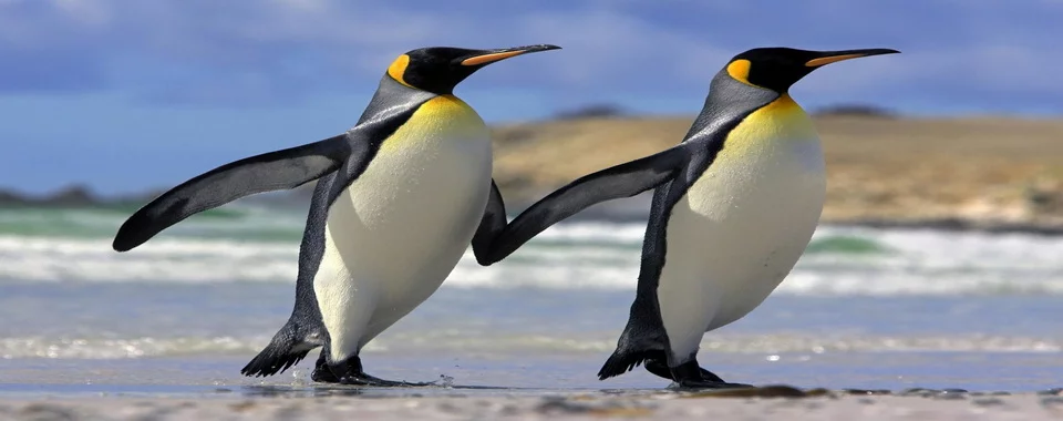 %D0%9F%D0%B8%D0%BD%D0%B3%D0%B2%D0%B8%D0%BD-Penguin.webp