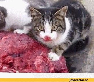 %D0%B0%D0%BB%D1%91%D0%BD%D0%BD%D0%BE%D0%B5-1145987.gif