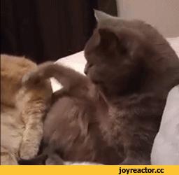 D0%B0-%D0%BC%D0%B8%D0%BB%D0%BE%D1%82%D0%B0-2844901.gif