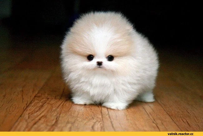 D0%B2%D0%B0%D1%8F-%D0%B2%D0%B0%D1%82%D0%B0-1485651.webp