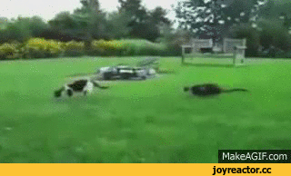 D0%B4%D0%B2%D0%B0-%D0%BA%D0%BE%D1%82%D0%B0-2586746.gif