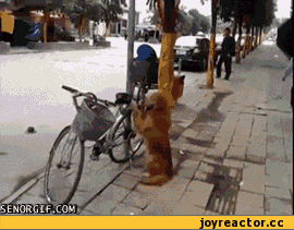 %D0%B4-%D1%81%D0%BE%D0%B1%D0%B0%D0%BA%D0%B0-152464.gif