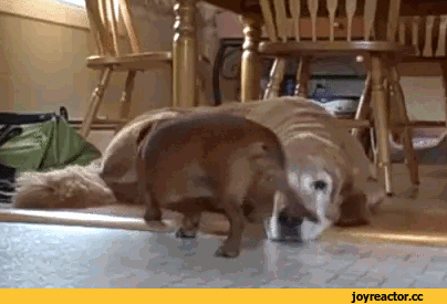 D0%B5%D0%BD-%D1%82%D0%B0%D0%BA%D1%81%D0%B0-2257973.gif