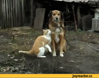 %D0%B5%D1%81-%D0%B3%D0%B8%D1%84%D0%BA%D0%B8-130277.gif