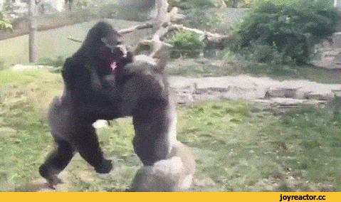 %D0%B7%D0%BE%D0%BE%D0%BF%D0%B0%D1%80%D0%BA-2786156.gif