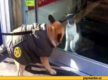 %D0%B8%D0%B2%D0%BD%D0%BE%D1%81%D1%82%D1%8C-1196007.gif
