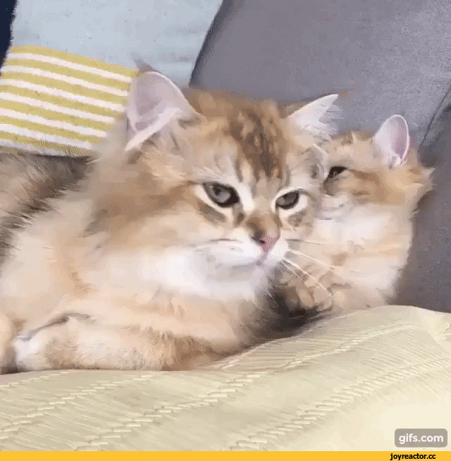 %D0%B8%D0%B2%D0%BD%D0%BE%D1%81%D1%82%D1%8C-3474522.gif