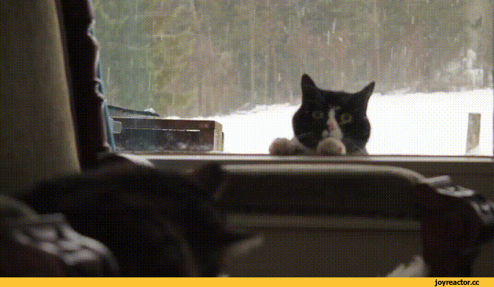 %D0%B8%D0%B2%D0%BD%D0%BE%D1%81%D1%82%D1%8C-3535555.gif
