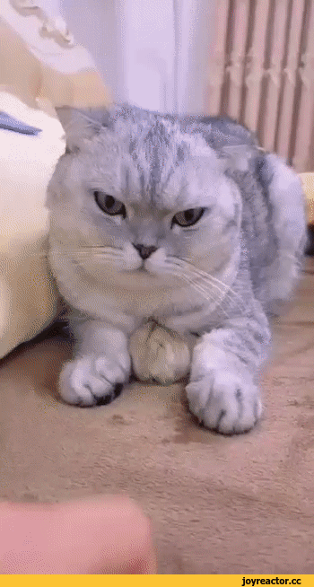 %D0%B8%D0%B2%D0%BD%D0%BE%D1%81%D1%82%D1%8C-6993986.gif