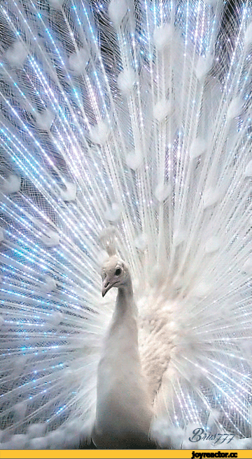 D0%B8%D0%BD-%D0%B7%D0%B0%D0%BB%D0%B8%D0%BF-1792488.gif
