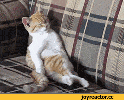 %D0%B8%D1%82-%D0%B3%D0%B8%D1%84%D0%BA%D0%B8-943759.gif