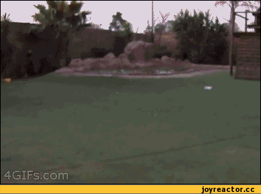 %D0%B8%D1%82%D1%8C-%D0%BA%D0%BE%D1%82%D0%B0-543959.gif