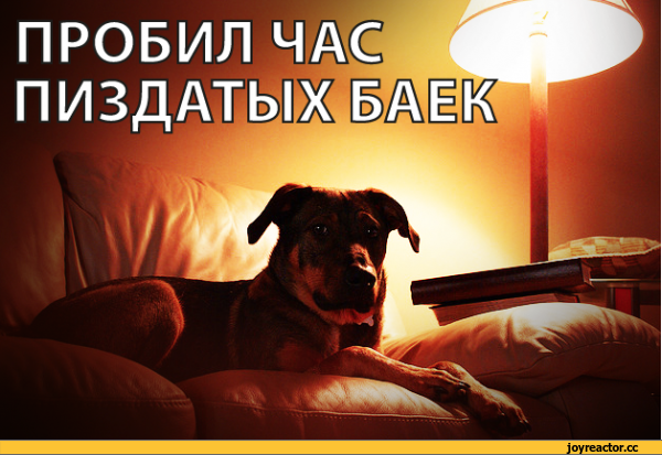%D0%B8%D1%86%D0%B0-%D0%BA%D0%BE%D1%82%D1%8D-790769.png