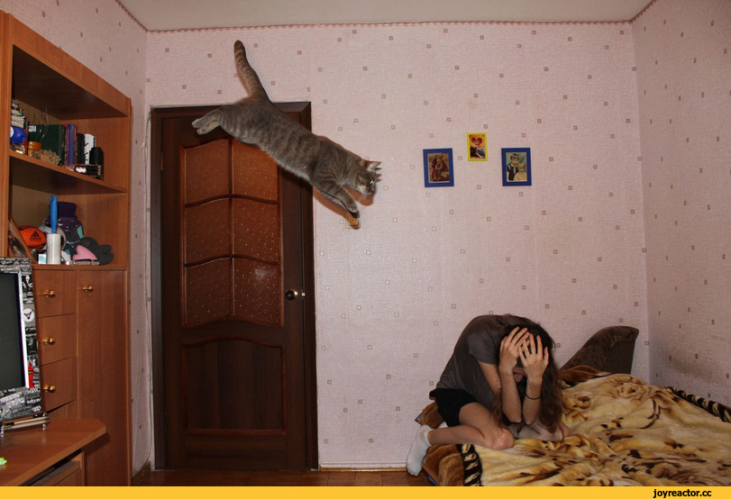%D0%BA%D0%BE%D1%82%D0%B5%D0%B9%D0%BA%D0%B0-2573085.jpg