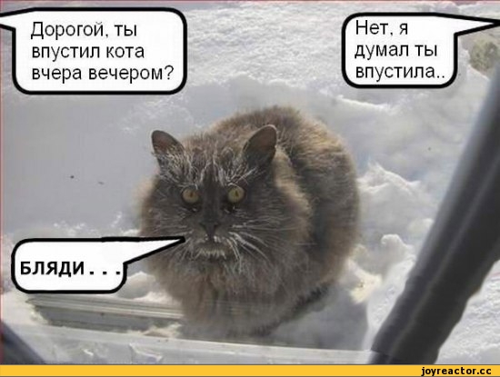 %D0%BA%D0%BE%D1%82%D1%8D-569.jpg