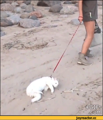 %D0%BB%D0%BA%D0%B0-%D0%B1%D0%B0%D1%8F%D0%BD-722694.gif