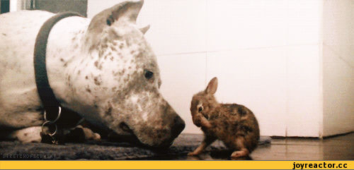 D0%BE%D0%B1%D1%80%D0%BE%D1%82%D0%B0-friends-267420.gif