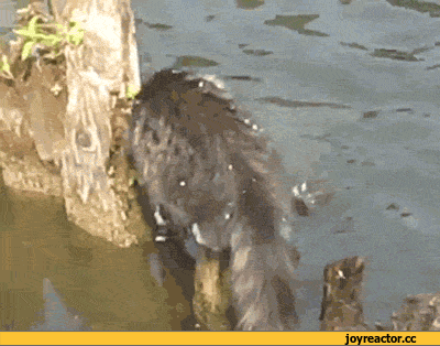 %D0%BE%D0%B4-%D0%BA%D0%B0%D1%82%D0%BE%D0%BC-757611.gif