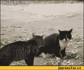 %D0%BE-%D1%81%D0%B4%D0%B5%D0%BB%D0%B0%D0%BB-478752.gif