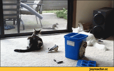 %D1%81%D0%BE%D1%87%D0%BD%D0%B8%D1%86%D0%B0-2581606.gif