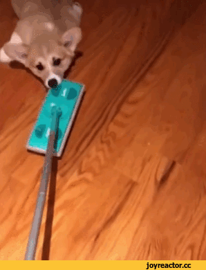 %D1%81%D0%BE%D1%87%D0%BD%D0%B8%D1%86%D0%B0-3538695.gif