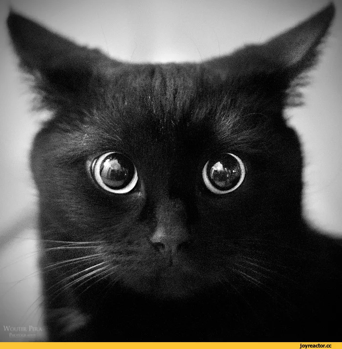 D1%81%D1%82%D1%8C-%D1%84%D0%BE%D1%82%D0%BE-1825793.webp