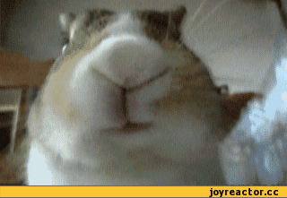 %D1%82%D0%BD%D0%BE%D0%B5-%D0%BD%D0%BE%D1%81-479202.gif