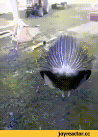 D1%82%D1%8C-%D0%B3%D0%B8%D1%84%D0%BA%D0%B8-3647700.gif