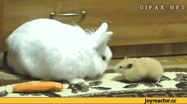 %D1%82%D1%8C-%D1%85%D0%BE%D0%BC%D1%8F%D0%BA-971453.gif