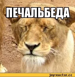 %D1%83%D1%81%D1%82%D1%8C-%D0%BB%D0%B5%D0%B2-532076.webp