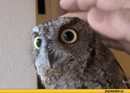 D1%84%D0%BA%D0%B8-%D0%A1%D0%BE%D0%B2%D0%B0-1634305.gif