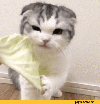D1%84%D0%BA%D0%B8-%D0%BA%D0%BE%D1%82%D1%8D-3480730.gif