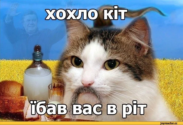 %D1%85%D0%BE%D0%BB-%D0%BA%D0%BE%D1%82%D1%8D-710468.webp