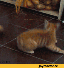 D1%88%D0%BA%D0%B0-%D0%91%D0%B0%D1%8F%D0%BD-1990811.gif