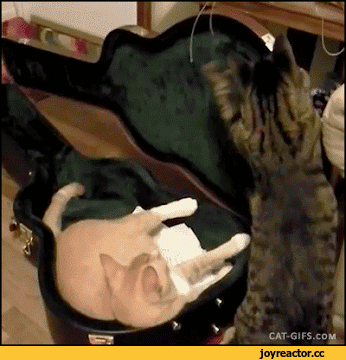 D1%8D-%D1%84%D1%83%D1%82%D0%BB%D1%8F%D1%80-2586520.gif