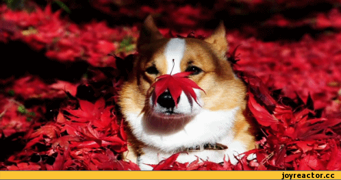 %D1%8F-%D0%BC%D0%B8%D0%BB%D0%BE%D1%82%D0%B0-466119.gif