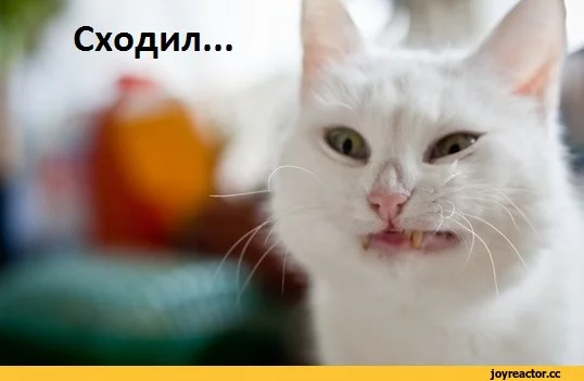 D1%8F%D0%BC%D0%BA%D0%B0-%D0%B5%D0%B4%D0%B0-1820003.webp