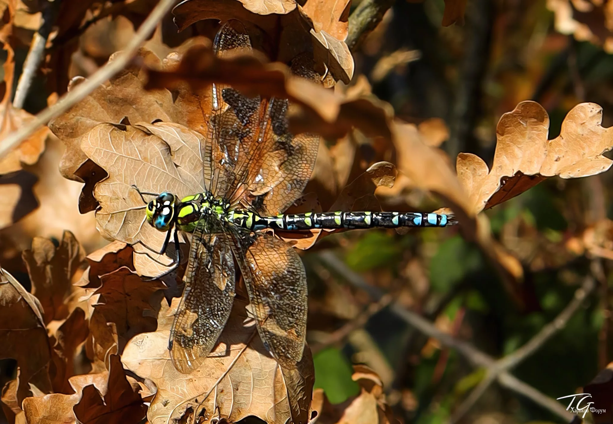 d1132ede0bf67a06033.webp
