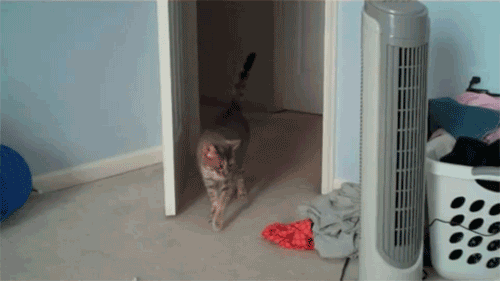 d1b57e46bbc3fe1570.gif