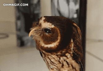 d1eba43335dcc441322a6.gif