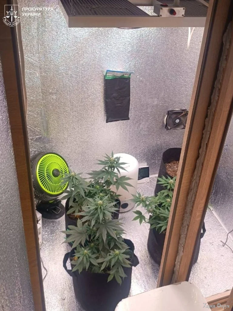 выращивал коноплю в Харькове