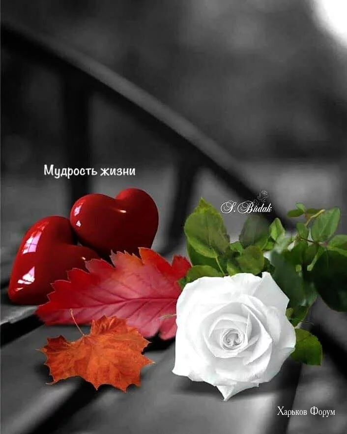 d4a265ff2b1d99e67b.webp