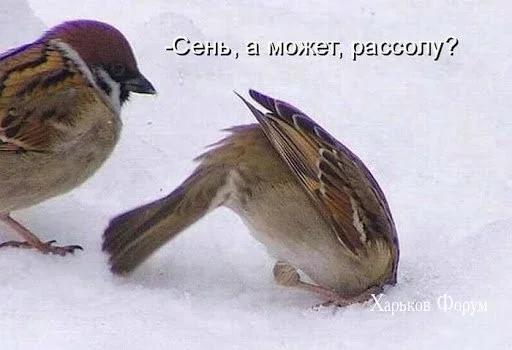d4c73212f9ddf8341.webp