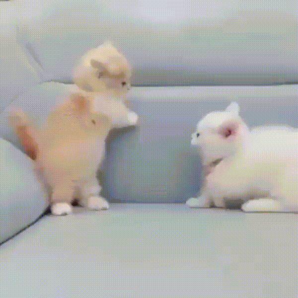 d51e5c55e3f5d835a.gif