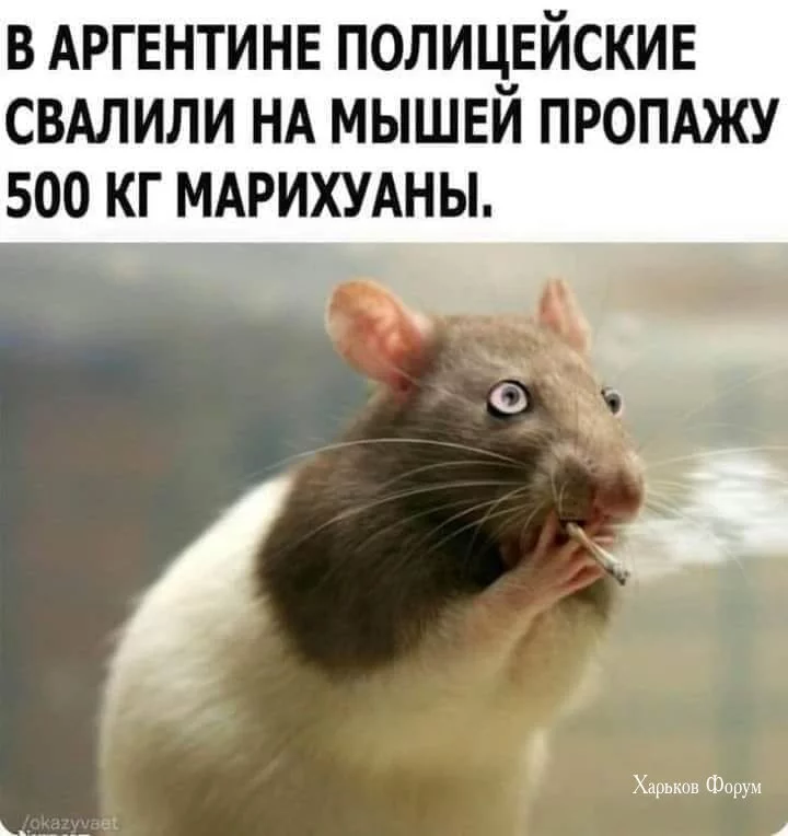 d5431543f891b9dca06.webp