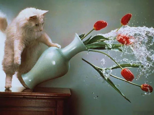 d5c56976b85cde84.webp